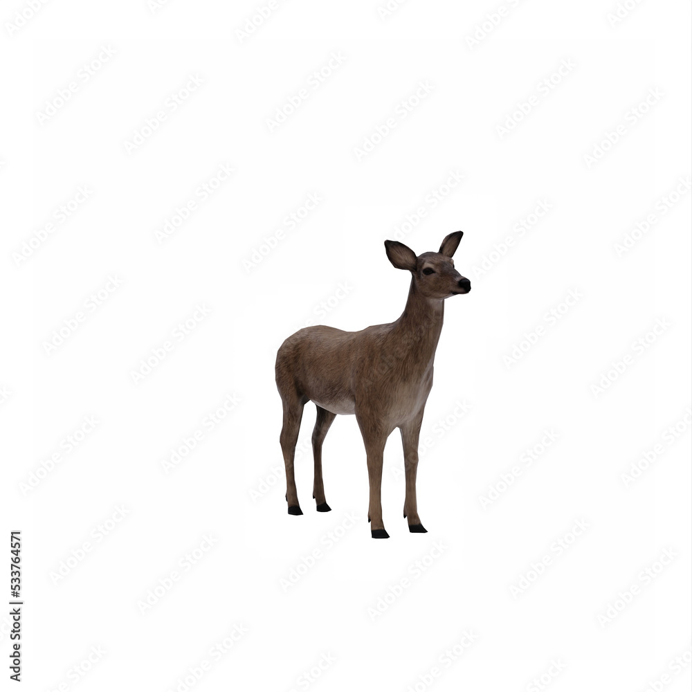 Deer Female Deer Female