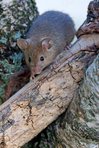 Closeup portrait of small mouse in the forest