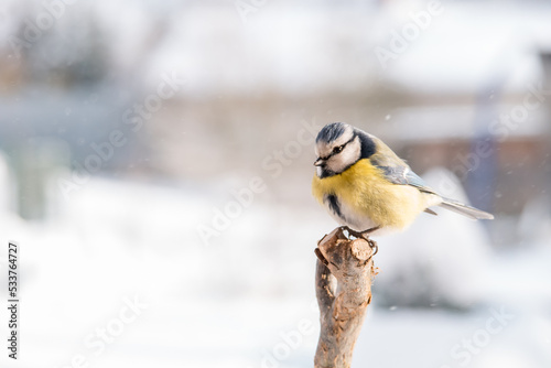 The Eurasian blue tit on the bench in winter snowy day. Scientific Cyanistes caeruleus. Bird looking at camera. Snowing outside in backyard. Garden birdwatching. 