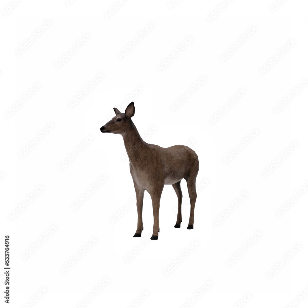 Deer Female