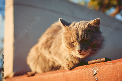 old cat basking in the autumn sun in a country house photo