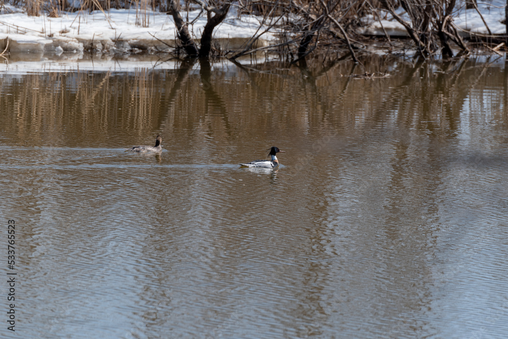 Red-breasted Mergansers On The River In Spring Red-breasted Mergansers On The River In Spring