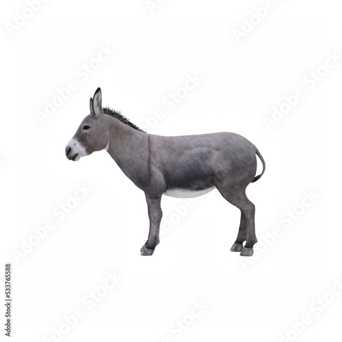 Donkey © onay