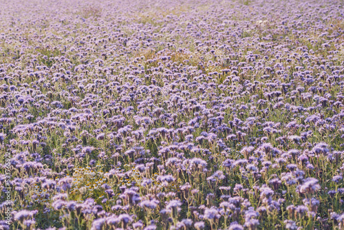 A field with purple flowers as a natural background. © Arthur