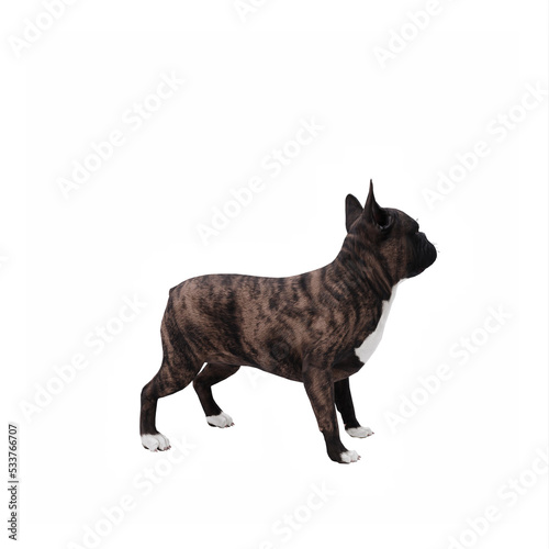 French Bulldog