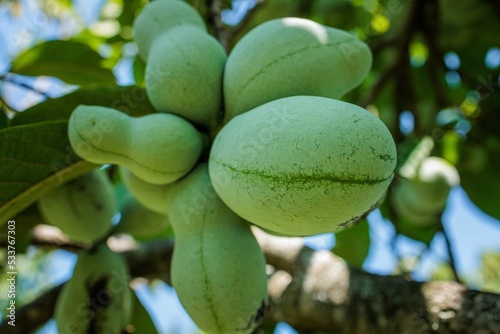 Closeup shot of pawpaw fruits (Asimina) on the tree photo