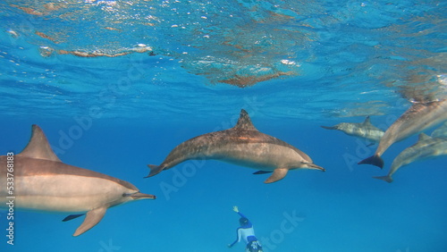 dolphin in the water © Felix