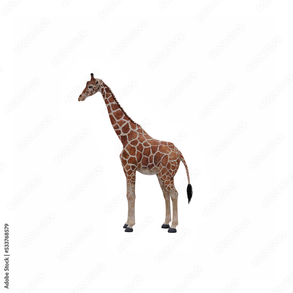 Naklejka premium Giraffe