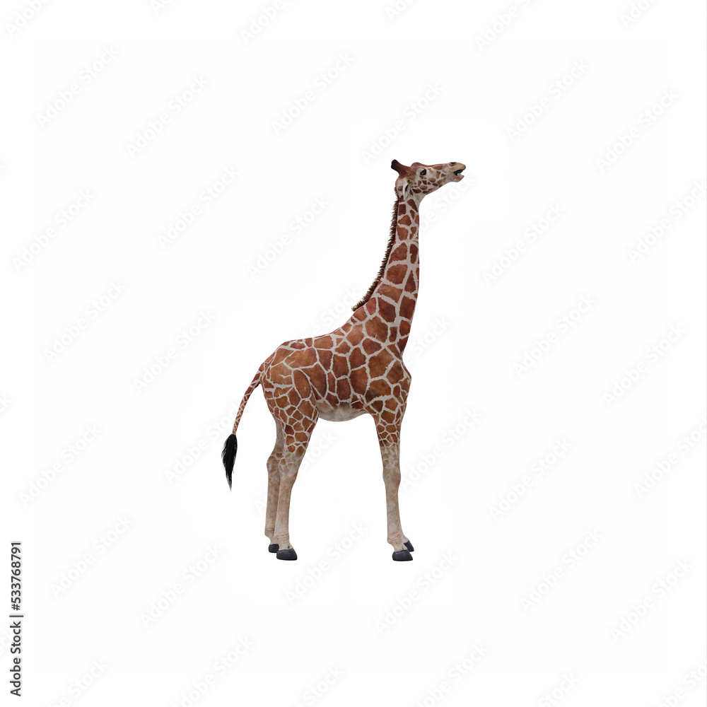 Obraz premium Giraffe
