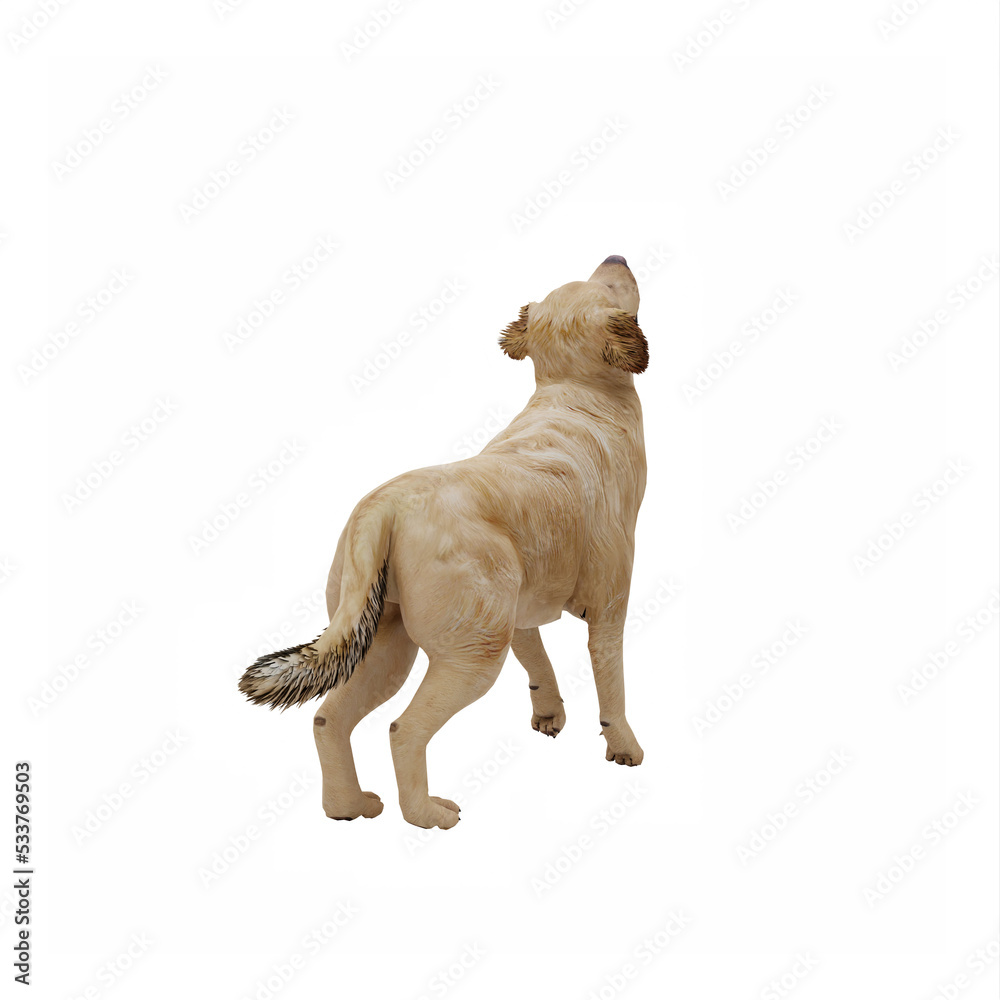 Fototapeta premium golden retriever