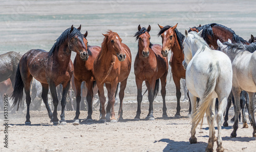 Fototapeta Naklejka Na Ścianę i Meble -  Onaqui Wild Horses