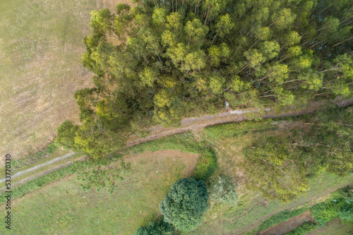 Aerial view of some eucalyptus trees next to a road © Vic