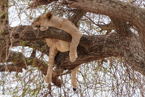 Tree Climbing Lioness Tarangire National Park, Tanzania