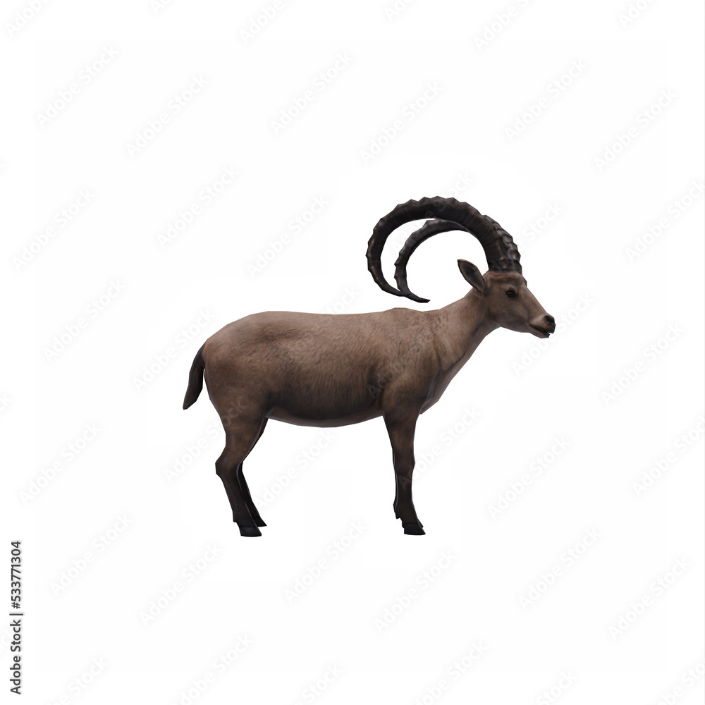 Ibex Ibex