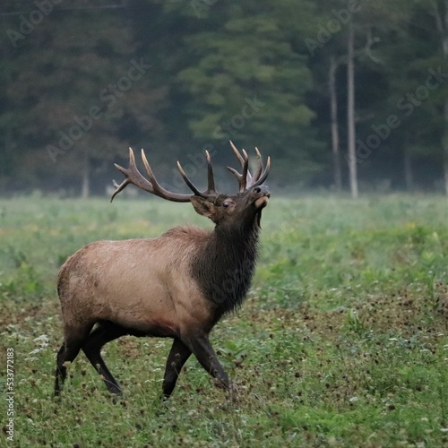 Male Bull Elk at Benezette PA