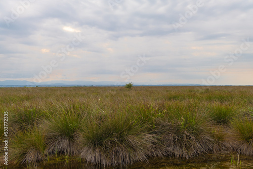 Many spiny rush plants in wetland. plants in cloudy weather. Rural plain with many spiny rushes