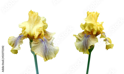 yellow iris isolated on white