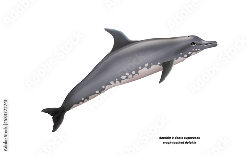 dauphin à dents rugueuses , rough-toothed dolphin,poisson, mammifère, marin, mer, océan, eau, bleu, ailette, faune, nature, aquatique, nager, prédateur, illustration photo