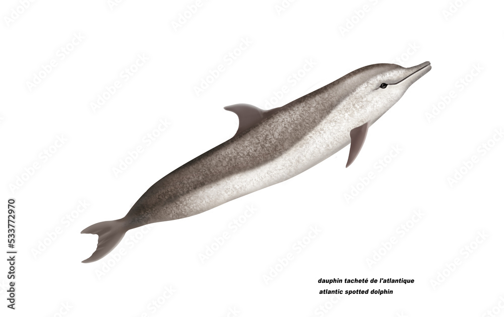 Obraz premium dauphin tacheté de l'atlantique, atlantic spotted dolphin, poisson, mammifère, marin, mer, océan, eau, bleu, ailette, faune, nature, aquatique, nager, prédateur, illustration