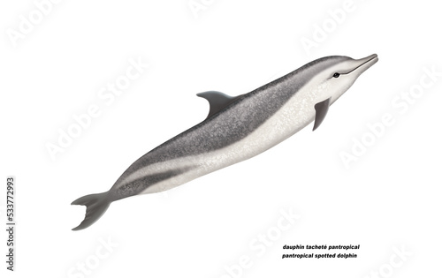 dauphin tacheté pantropical , pantropical spotted dolphin, poisson, mammifère, marin, mer, océan, eau, bleu, ailette, faune, nature, aquatique, nager, prédateur, illustration photo