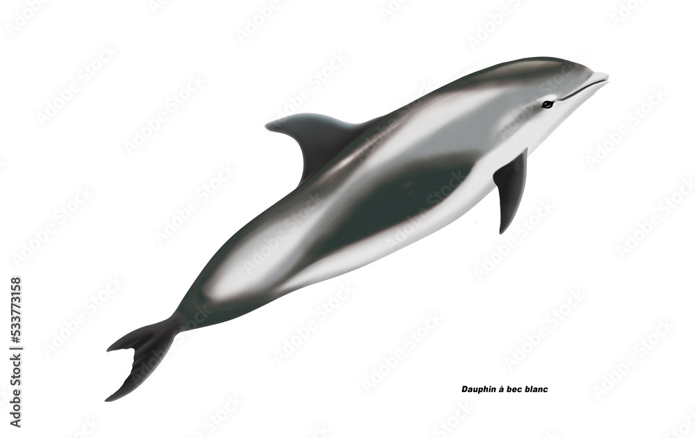 Fototapeta premium dauphin sablier, hourglass dolphin, poisson, mammifère, marin, mer, océan, eau, bleu, ailette, faune, nature, aquatique, nager, prédateur, illustration