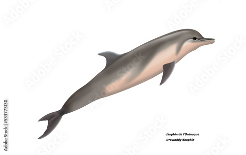 dauphin de l'Orénoque, irrawaddy dauphin,poisson, mammifère, marin, mer, océan, eau, bleu, ailette, faune, nature, aquatique, nager, prédateur, illustration