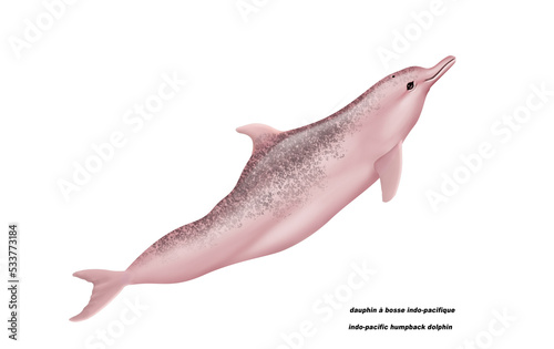 dauphin à bosse indo-pacifique , indo-pacific humpback dolphin, poisson, mammifère, marin, mer, océan, eau, bleu, ailette, faune, nature, aquatique, nager, prédateur, illustration photo