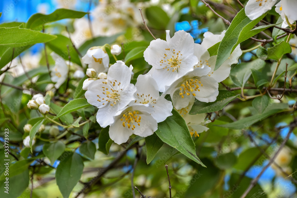 White flower close up in grass, spring bloom