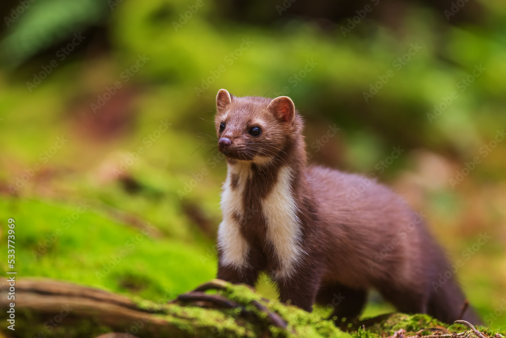 female beech marten (Martes foina), also known as the stone marten under the spruces on the moss female beech marten (Martes foina), also known as the stone marten under the spruces on the moss