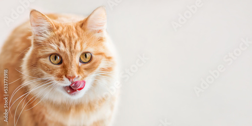 Curious ginger cat siting on window sill and licked. Fluffy pet with funny hungry expression on face. Horizontal background with copy space.