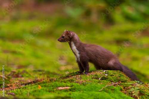 beech marten (Martes foina), also known as the stone marten under the spruces on the moss
