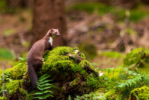 female beech marten (Martes foina), also known as the stone marten on a stump with moss © michal