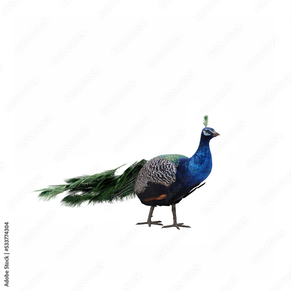 Fototapeta premium PeaFowl