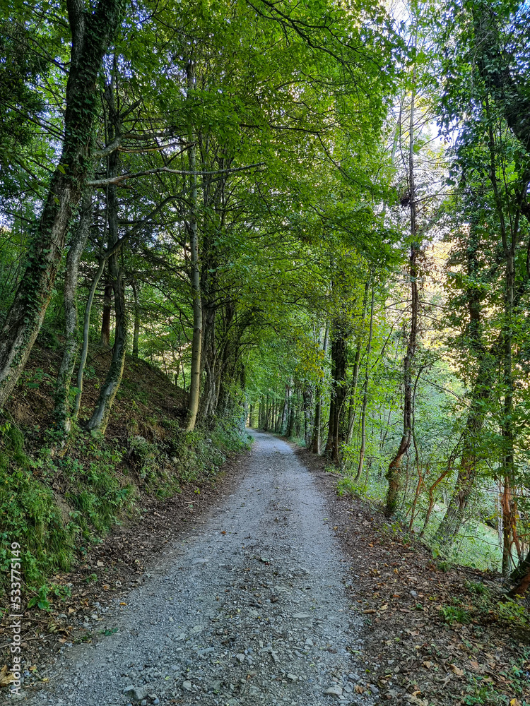 Fototapeta premium bosco nel bergamasco