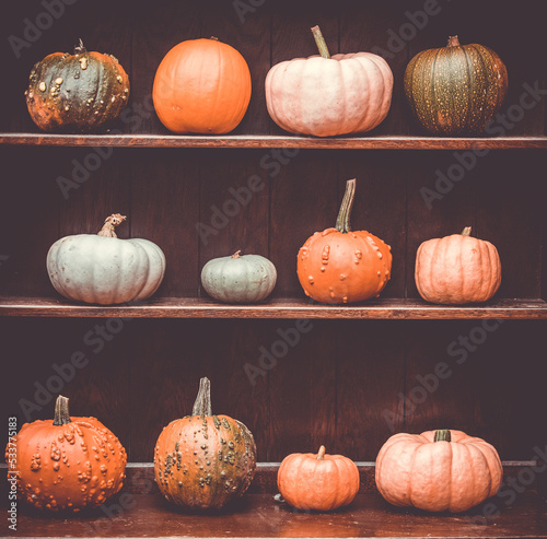 collection of pumpkins