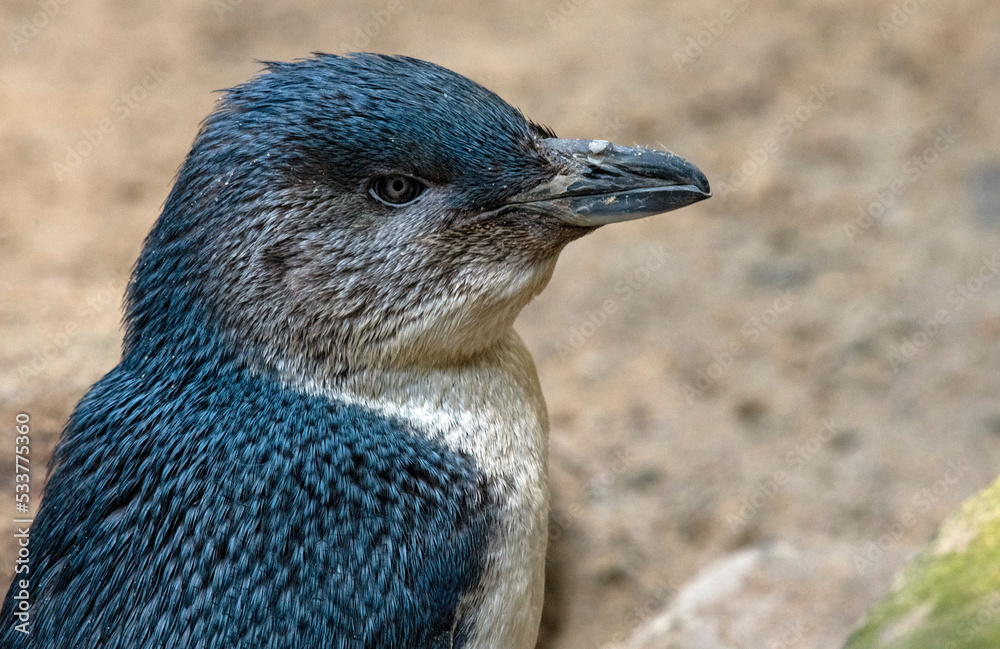 Fototapeta premium Little Blue Penguins ( Eudyptula minor)