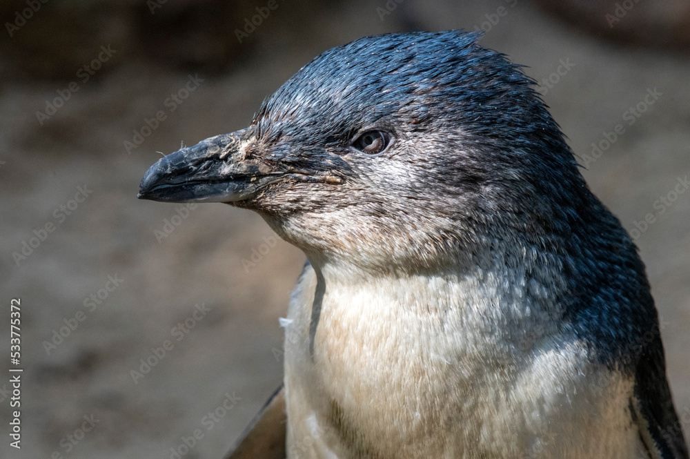 Fototapeta premium Little Blue Penguins ( Eudyptula minor)