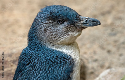 Little Blue Penguins ( Eudyptula minor)