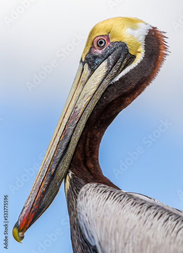  Close up of an American Brown pelican in profile facing left photo