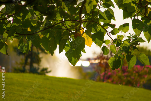 Nature landscape in summer season