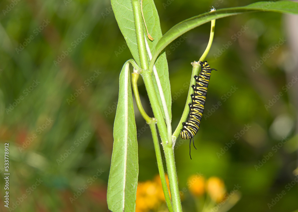 Monarch butterfly caterpillar hanging upside down on milkweed stem after consuming an entire leaf. The monarch one of the most familiar of North American butterflies and an iconic pollinator.