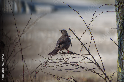 female eurasion blackbird scientific name turdus merula feeds on bush fruits in winter. photo