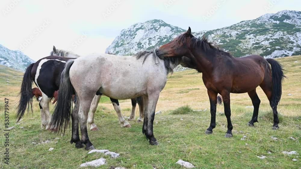 Group of wild horses in mountain. A herd of wild horses in nature. Group of wild horses in mountain. A herd of wild horses in nature.