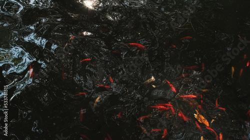 School of koi fish swims under surface of the water in pond, top view