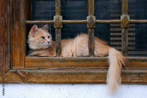 Brown Cat and Latticed Window photo