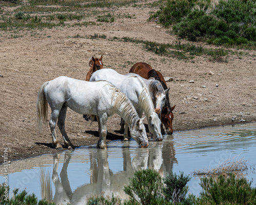 SandWash Basin Wild Horses