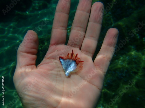Seashell of rayed pearl oyster  Pinctada radiata  on the hand of a diver undersea  Aegean Sea  Greece  Halkidiki