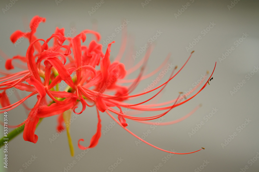 秋の花彼岸花。曼珠沙華ともいう。赤い花をマクロレンズで花びらと雄蕊を浮き上がらせる。