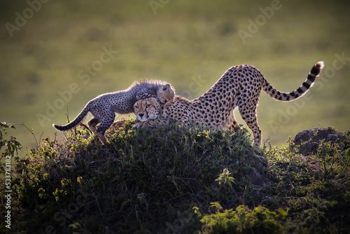 Adorable shot of a little cheetah on its mother's back standing on a height Fototapeta