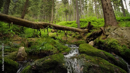 Forests and wilderness, mountain creek rushing under a fallen tree